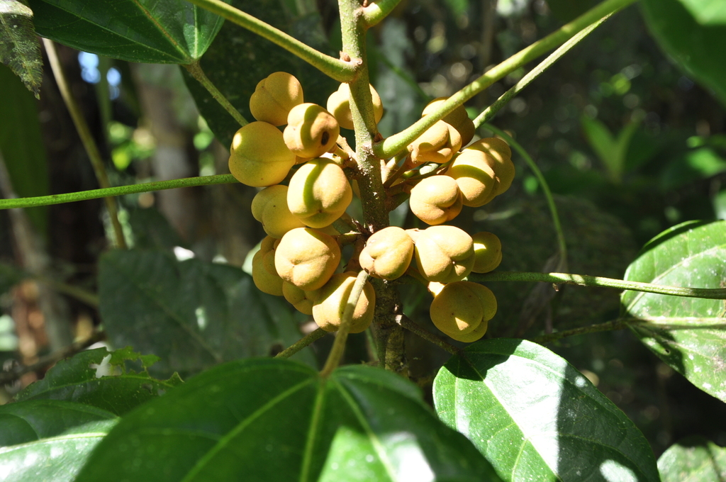Hampea micrantha