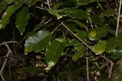 Sarcomelicope simplicifolia