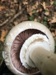 Agaricus moelleri