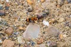 Pseudomethoca oceola