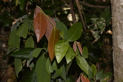 Celtis paniculata