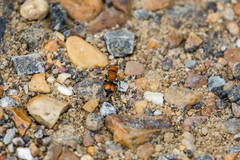 Pseudomethoca oceola