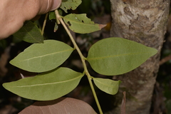 Celtis paniculata