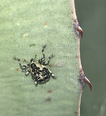 Peltophorus polymitus