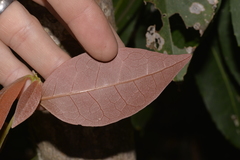 Celtis paniculata