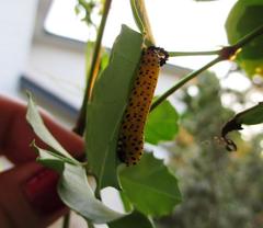 Ceratulus spectabilis