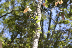 Celtis paniculata
