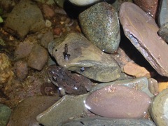 Crinia flindersensis