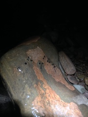 Crinia flindersensis