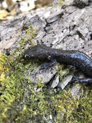 Ambystoma laterale