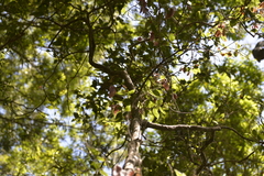 Celtis paniculata