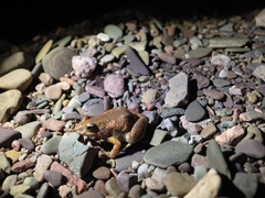 Crinia flindersensis