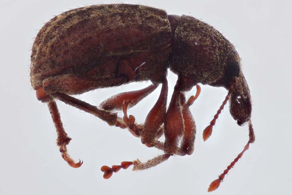 Panscopus alternatus