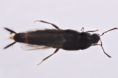 Acylophorus