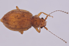 Dasycerus concolor