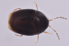 Scaphidiinae