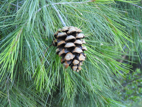 Image of Pinus pinceana by (c) Leticia Jiménez Hernández, some rights reserved (CC BY-SA)