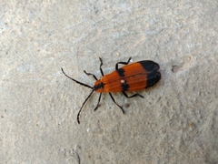 Calopteron terminale