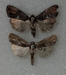 Bryolymnia semifascia
