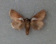 Prolimacodes trigona