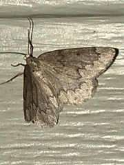 Nepytia pellucidaria