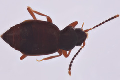 Lesteva cribratula