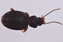 Trechus mitchellensis