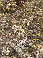 Caladenia straminichila