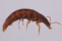 Ischnosoma suteri