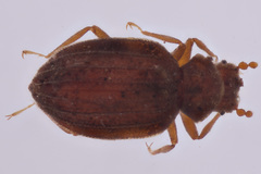 Dasycerus carolinensis
