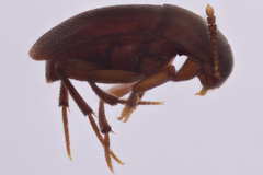 Ptomaphagus