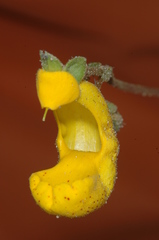 Calceolaria polyrhiza