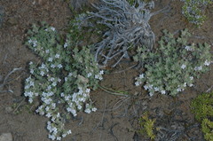 Clinopodium darwinii
