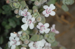 Clinopodium darwinii