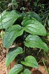 Image of Smilax fortunensis
