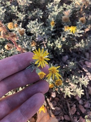 Heterotheca angustifolia