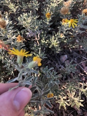 Heterotheca angustifolia