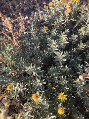 Heterotheca angustifolia