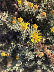 Heterotheca angustifolia