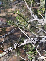 Melaleuca wilsonii