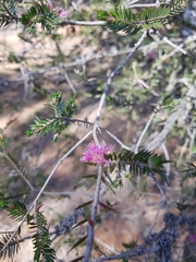 Melaleuca wilsonii