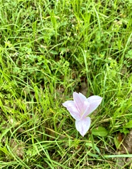 Zephyranthes drummondii