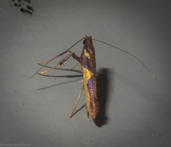 Caloptilia xanthopharella