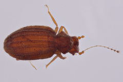Dasycerus carolinensis