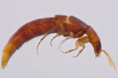 Ischnosoma lecontei