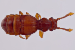 Euboarhexius