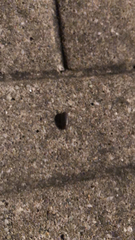 Armadillidium nasatum