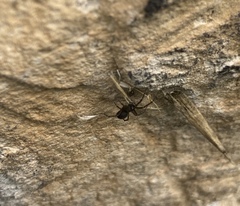 Metaltella simoni