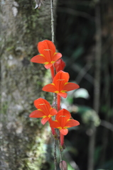 Columnea arguta