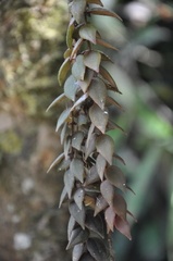 Columnea arguta
